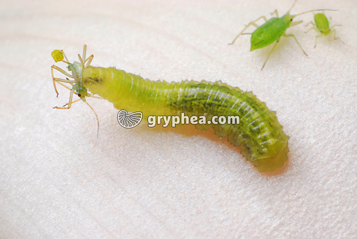 Syrphe - larve dévorant un puceron vert - lutte biologique - gryphea.com